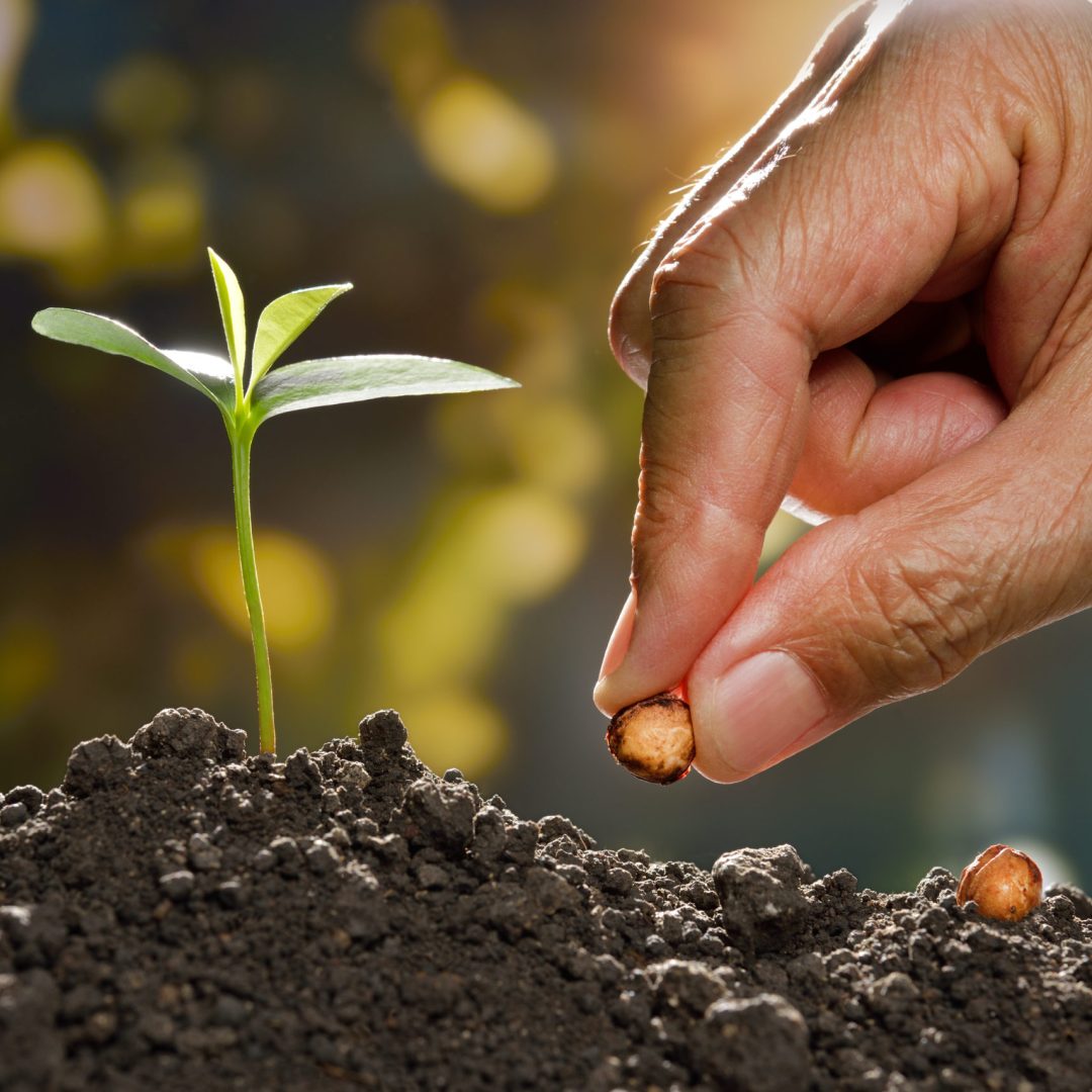 Farmer's hand planting a seed in soil